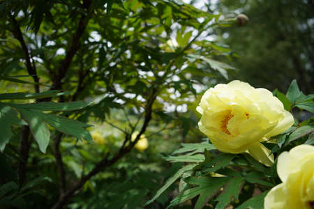 Light Yellow Flower of Japanese Peony in Full Bloomの写真素材