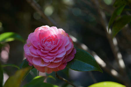 Pink Flower of Camellia japonica in Full Bloomの写真素材