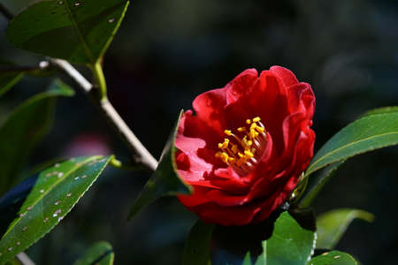 Pink Flower of Camellia japonica in Full Bloomの写真素材