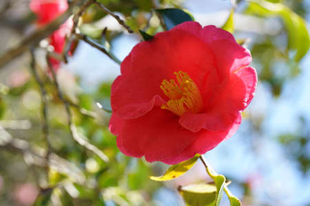 Pink Flower of Camellia japonica in Full Bloomの写真素材