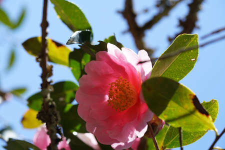 Pink Flower of Camellia japonica in Full Bloomの写真素材