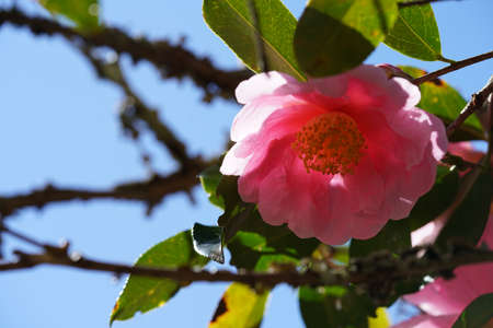 Pink Flower of Camellia japonica in Full Bloomの写真素材
