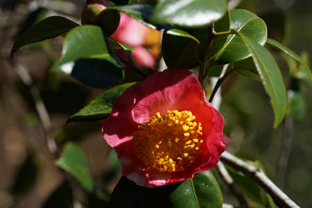 Pink Flower of Camellia japonica in Full Bloomの写真素材