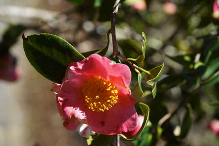 Pink Flower of Camellia japonica in Full Bloomの写真素材