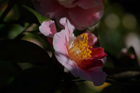 Light Red Flower of Camellia japonica in Full Bloomの写真素材