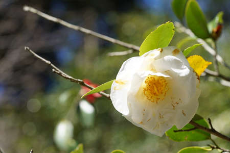 White Flower of Camellia japonica in Full Bloomの写真素材
