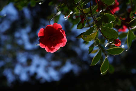 Light Red Flower of Camellia japonica in Full Bloomの写真素材