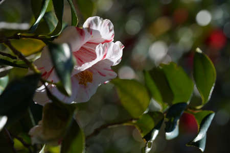 Variegated, Pink and White Flower of Camellia japonica in Full Bloomの写真素材