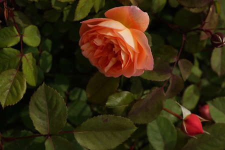 Light Pink Rose 'Lady Emma Hamilton' in Full Bloomの写真素材