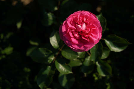 Light Pink Flower of Rose 'Love Me Tender' in Full Bloomの写真素材