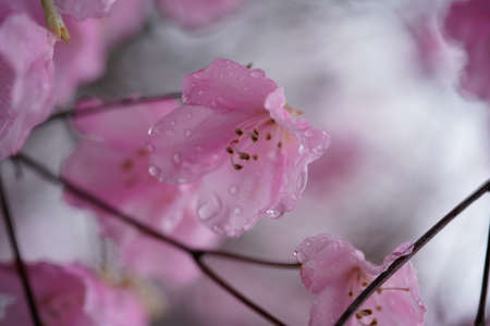 Faint Pink Flowers of Azalea in Full Bloomの写真素材