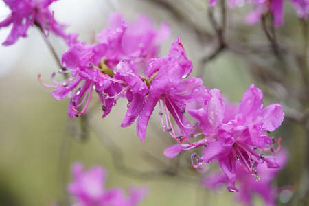 Light Pink Flowers of Azalea in Full Bloomの写真素材