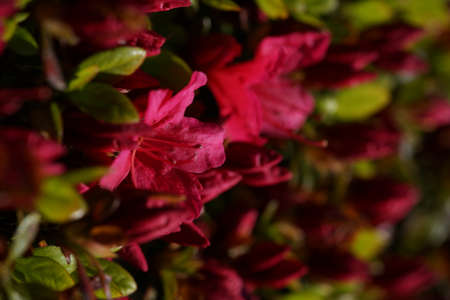 Red Flowers of Azalea in Full Bloomの写真素材