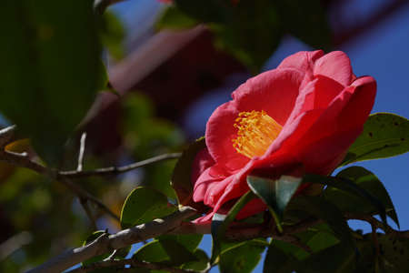 Light Pink Flower of Camellia japonica in Full Bloomの写真素材
