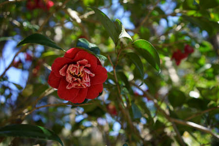 Light Red Flower of Camellia japonica in Full Bloomの写真素材