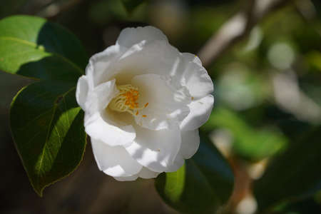 White Flower of Camellia japonica in Full Bloomの写真素材