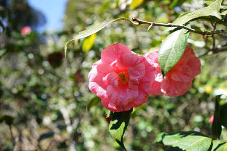 Variegated, Pink and White Flower of Camellia japonica in Full Bloomの写真素材