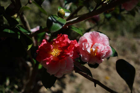 Light Pink Flower of Camellia japonica in Full Bloomの写真素材