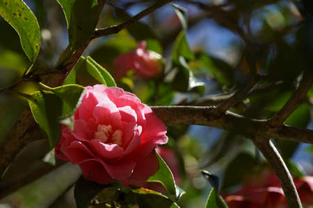 Faint Pink Flower of Camellia japonica in Full Bloomの写真素材