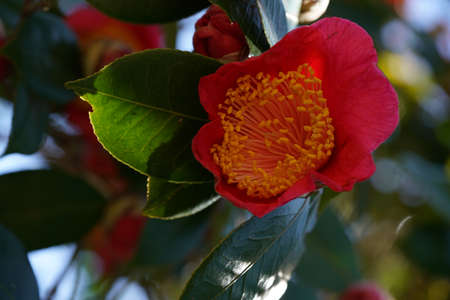Light Pink Flower of Camellia japonica in Full Bloomの写真素材
