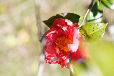 Variegated, Pink and White Flower of Camellia japonica in Full Bloomの写真素材