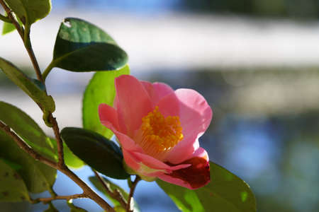 Faint Pink Flower of Camellia japonica in Full Bloomの写真素材