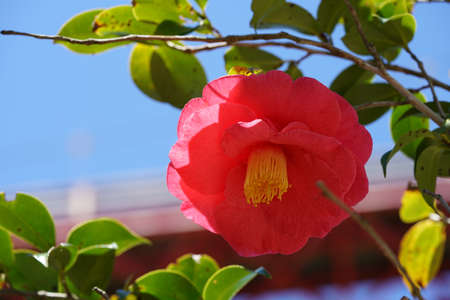 Light Pink Flower of Camellia japonica in Full Bloomの写真素材