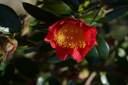Light Red Flower of Camellia japonica in Full Bloomの写真素材