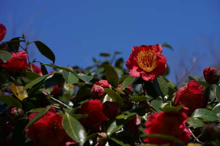 Light Pink Flower of Camellia japonica in Full Bloomの写真素材