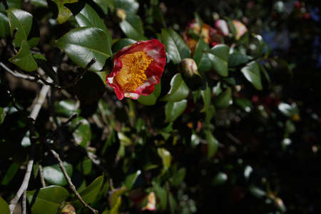 Variegated, Pink and White Flower of Camellia japonica in Full Bloomの写真素材