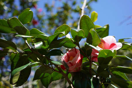 Faint Pink Flower of Camellia japonica in Full Bloomの写真素材