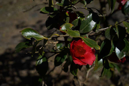 Light Pink Flower of Camellia japonica in Full Bloomの写真素材