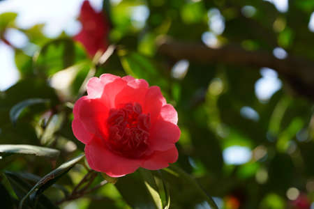 Light Pink Flower of Camellia japonica in Full Bloomの写真素材