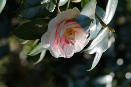 Faint Pink Flower of Camellia japonica in Full Bloomの写真素材