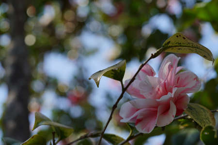 Faint Pink Flower of Camellia japonica in Full Bloomの写真素材