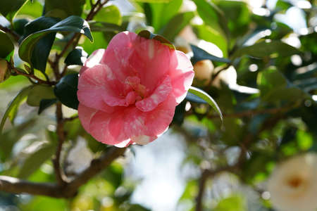 Faint Pink Flower of Camellia japonica in Full Bloomの写真素材