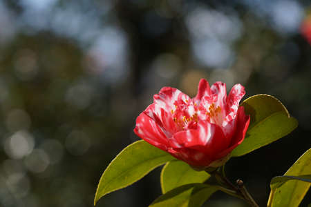 Variegated, Pink and White Flower of Camellia japonica in Full Bloomの写真素材