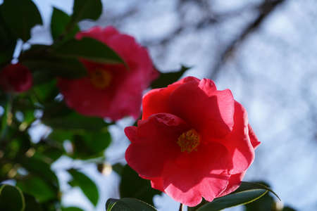 Light Pink Flower of Camellia japonica in Full Bloomの写真素材
