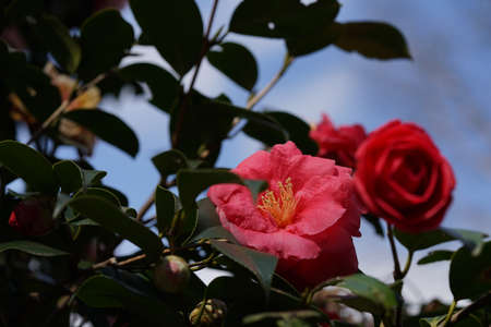 Light Pink Flower of Camellia japonica in Full Bloomの写真素材