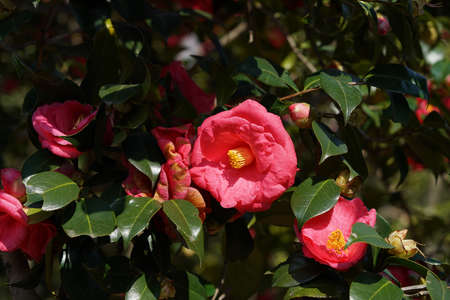 Light Pink Flower of Camellia japonica in Full Bloomの写真素材