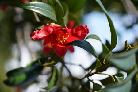 Light Pink Flower of Camellia japonica in Full Bloomの写真素材