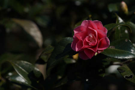 Light Pink Flower of Camellia japonica in Full Bloomの写真素材