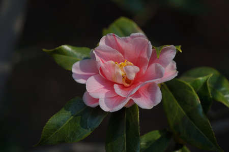 Faint Pink Flower of Camellia japonica in Full Bloomの写真素材