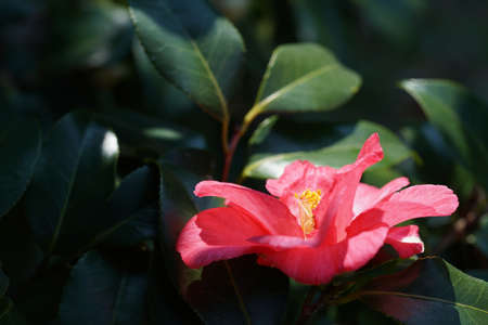 Light Pink Flower of Camellia japonica in Full Bloomの写真素材