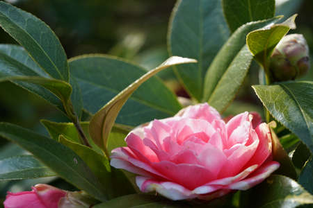 Variegated, Pink and White Flower of Camellia japonica in Full Bloomの写真素材