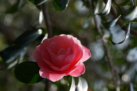 Light Pink Flower of Camellia japonica in Full Bloomの写真素材