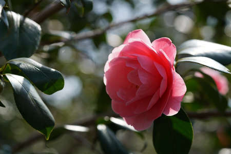 Light Pink Flower of Camellia japonica in Full Bloomの写真素材