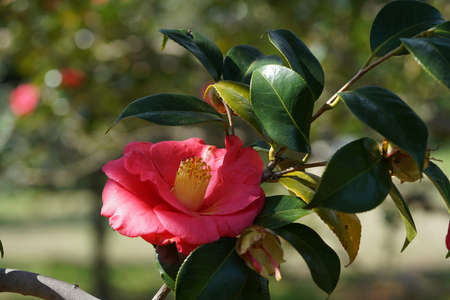 Light Pink Flower of Camellia japonica in Full Bloomの写真素材