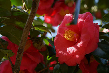 Light Pink Flower of Camellia japonica in Full Bloomの写真素材