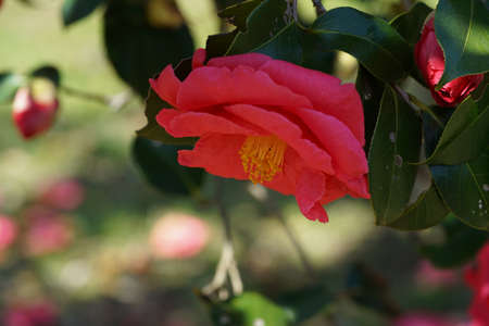 Light Pink Flower of Camellia japonica in Full Bloomの写真素材